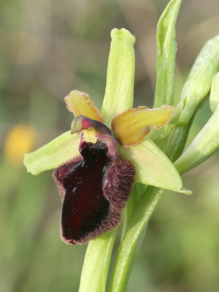 Ophrys promontorii e forme variabili  Lazio e Abruzzo aprile e maggio 2018